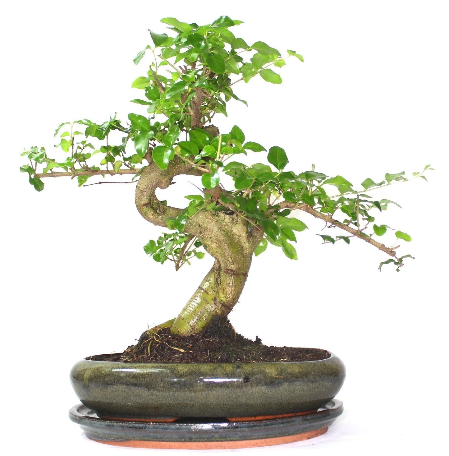 Extra Large Ligustrum (Mandarin Tree) Bonsai Tree S trunk - supplied in oval pot with ceramic drip tray .