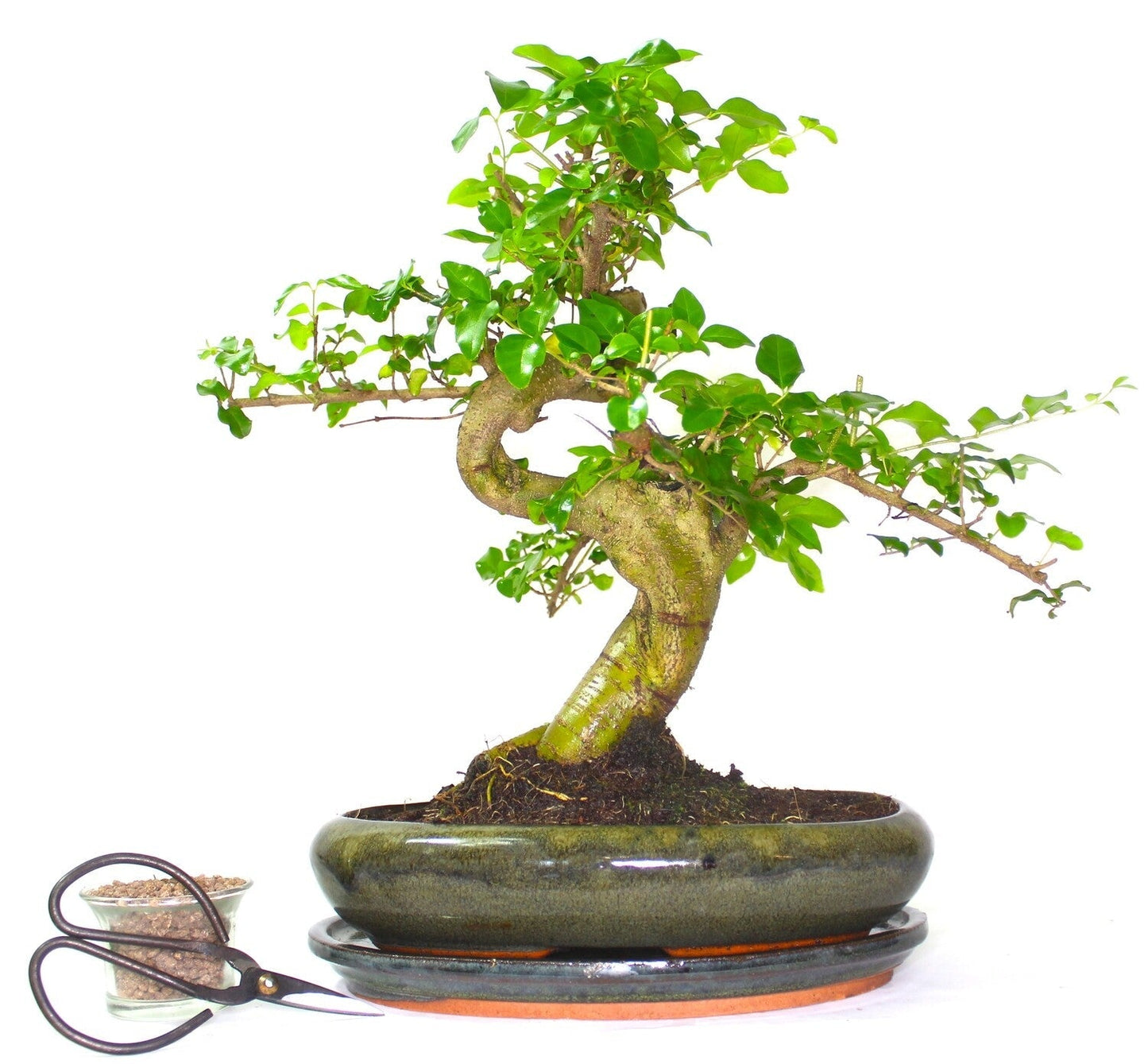 Extra Large Ligustrum (Mandarin Tree) Bonsai Tree S trunk - supplied in oval pot with ceramic drip tray .