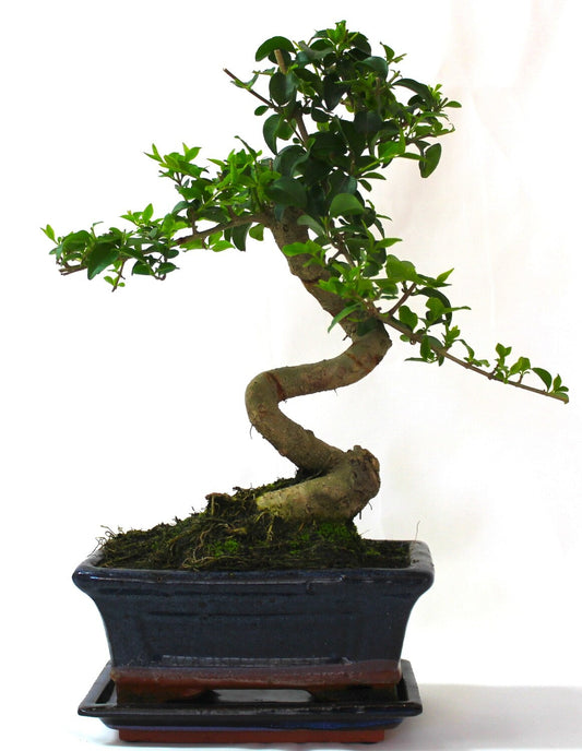 Ligustrum (Mandarin Tree) Bonsai Tree S trunk - supplied with ceramic drip tray .