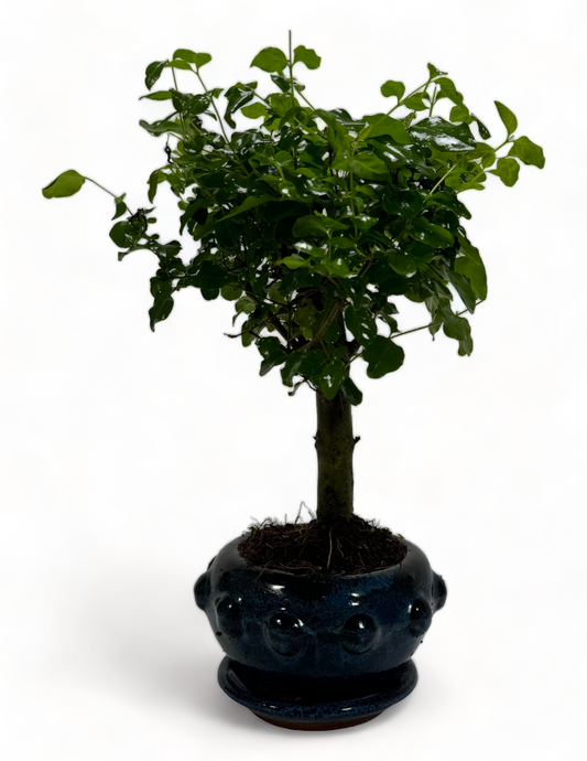 Ligustrum Bonsai Tree Broom Style - Lovely drum pot + ceramic drip tray