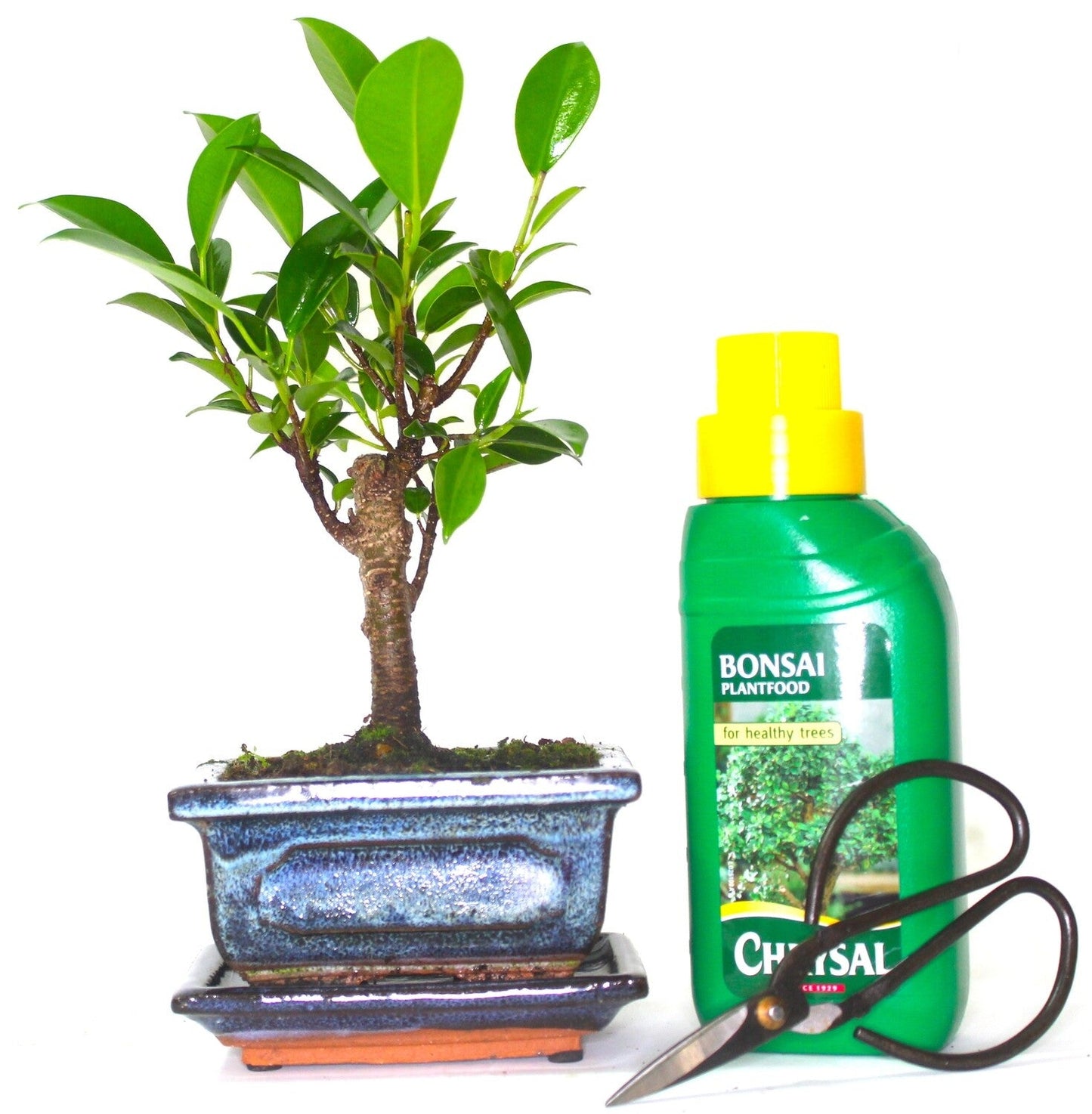 Ficus Retusa (Fig) Bonsai Tree Broom Style - supplied with ceramic drip tray .