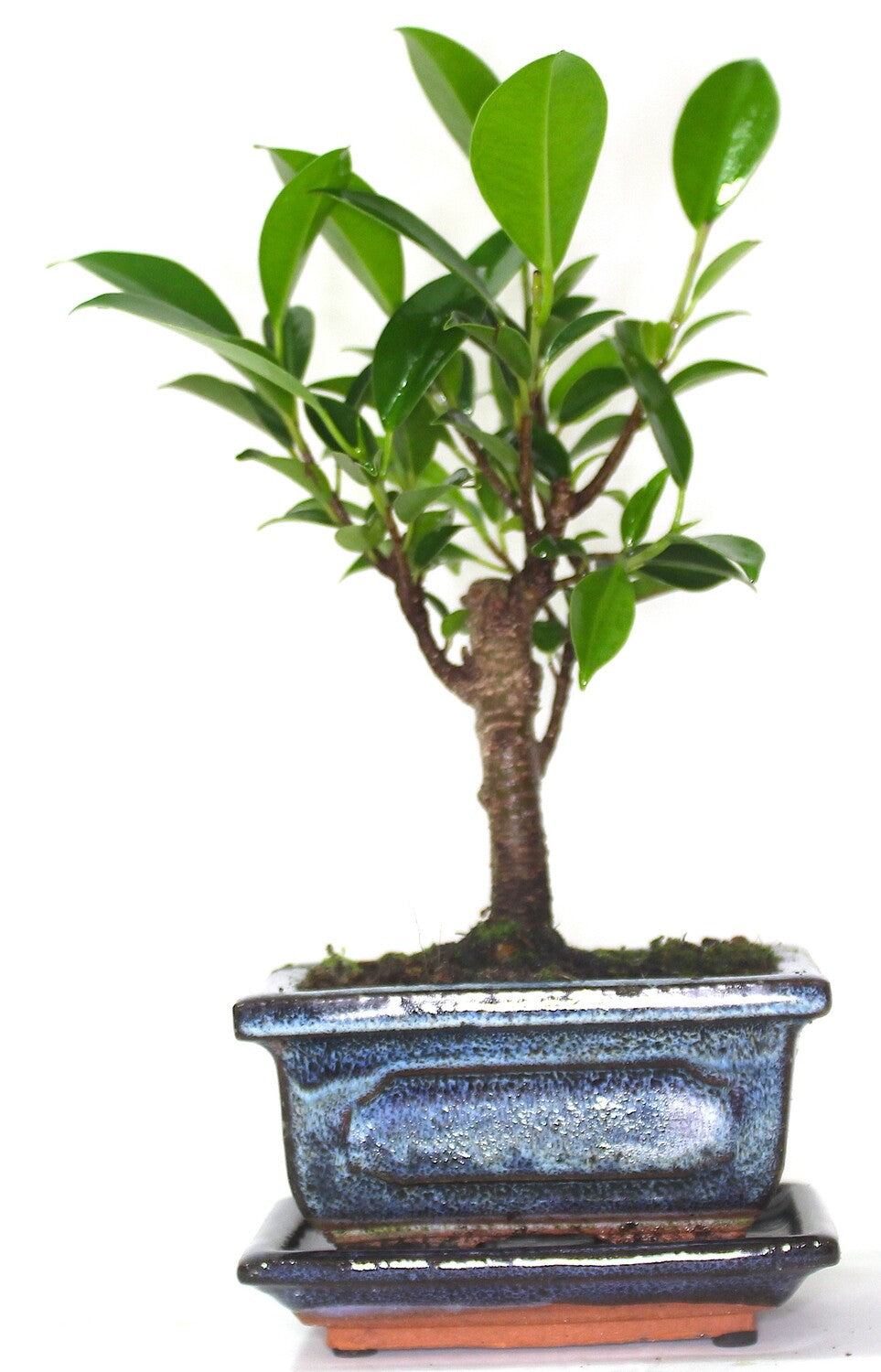 Ficus Retusa (Fig) Bonsai Tree Broom Style - supplied with ceramic drip tray .