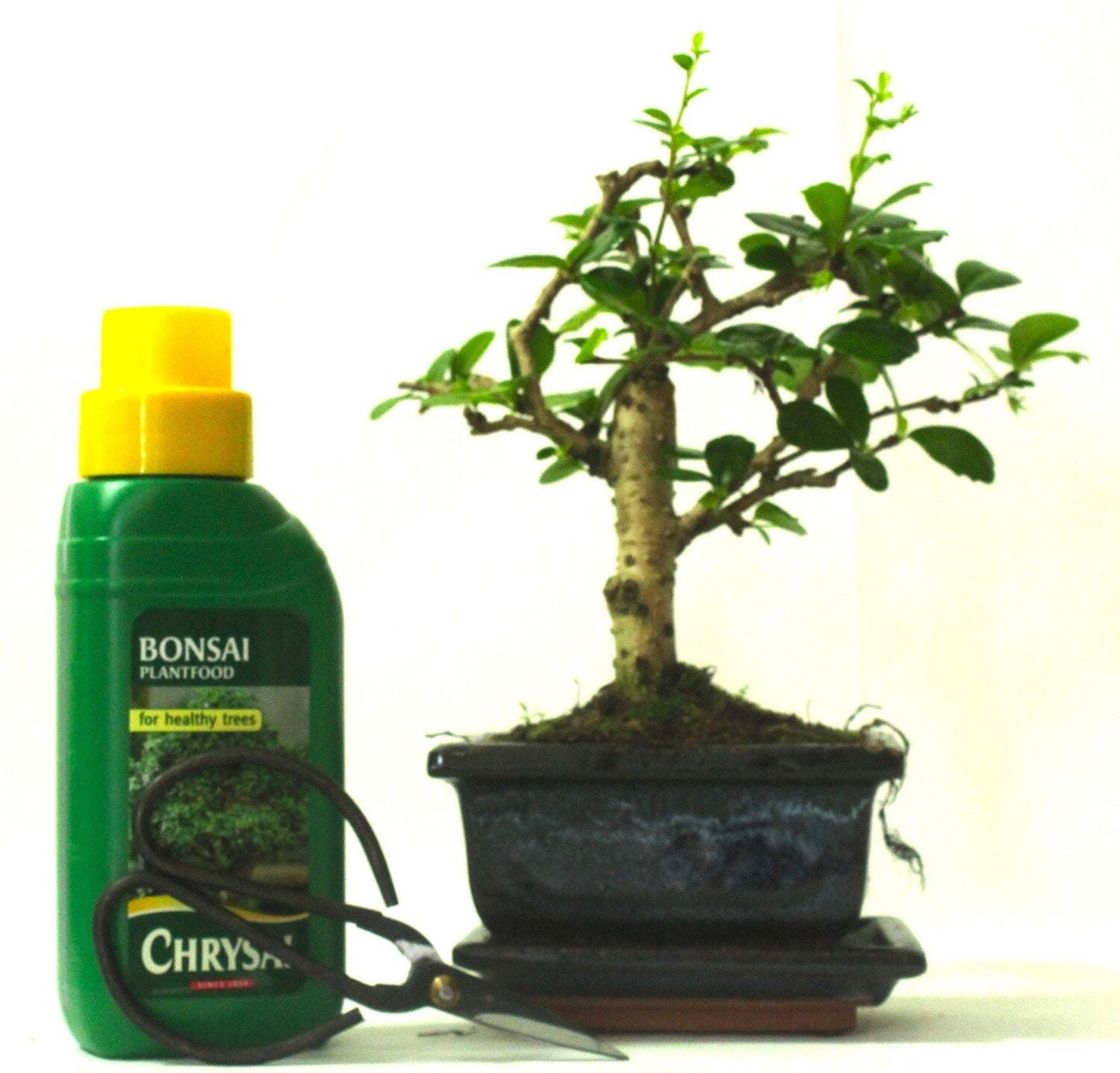 Carmona (Fukien Tea) flowering Bonsai Tree Broom Style - supplied with ceramic drip tray .