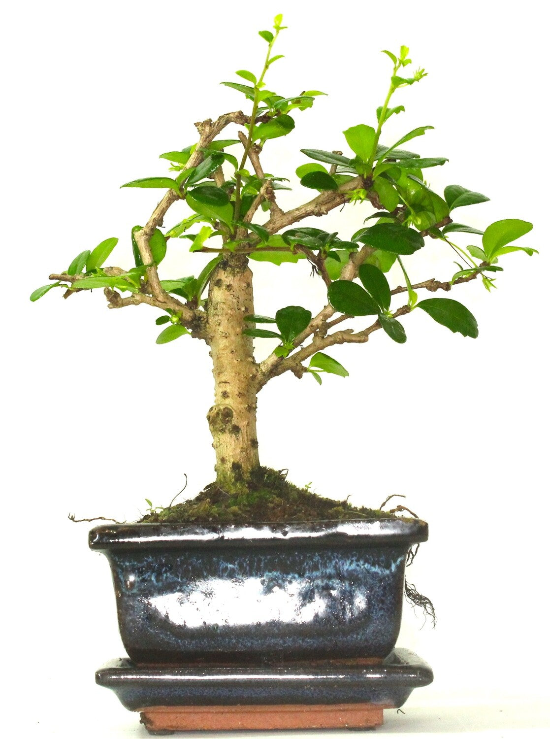 Carmona (Fukien Tea) flowering Bonsai Tree Broom Style - supplied with ceramic drip tray .