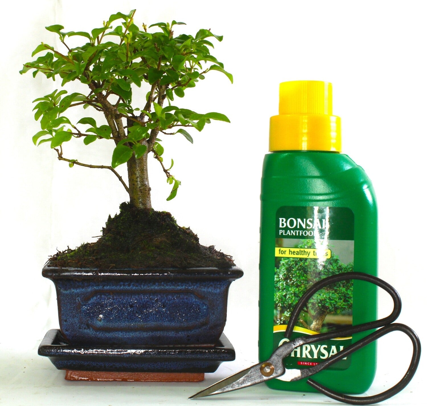 Ligustrum (Maidenhair Tree)  Bonsai Tree Broom Style - supplied with ceramic drip tray .