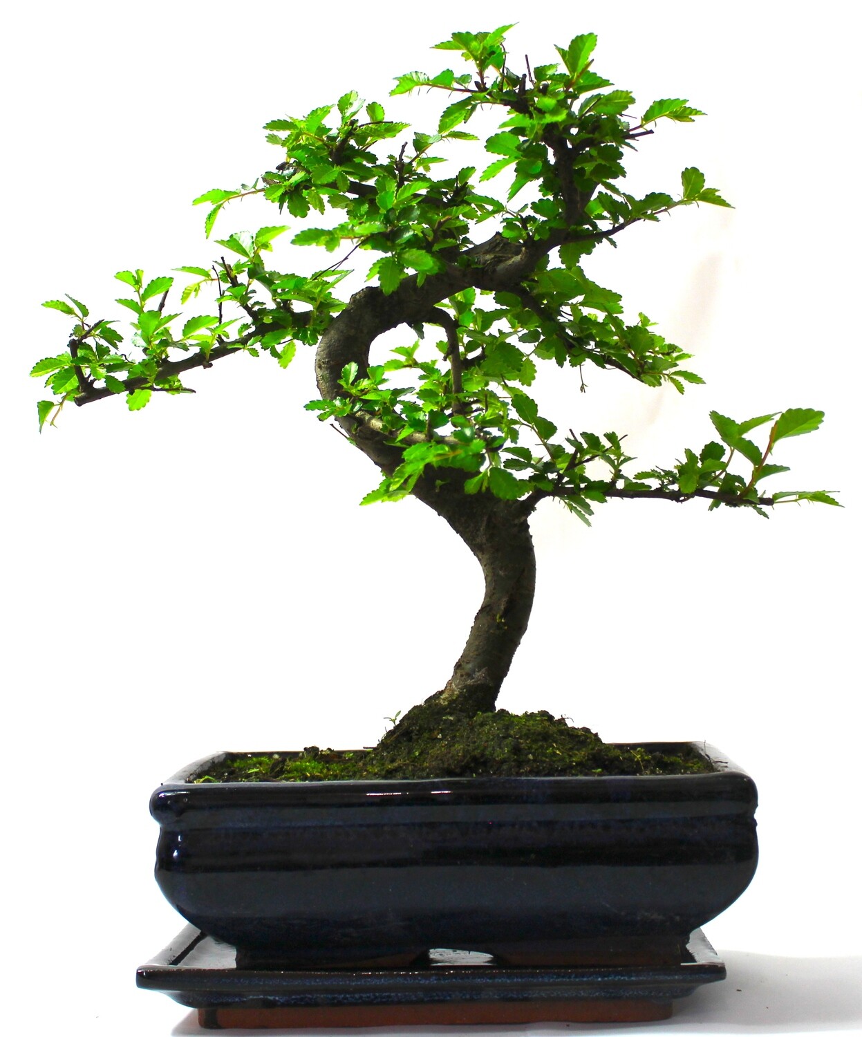 Large Chinese Elm Bonsai Tree S trunk - supplied with ceramic drip tray .