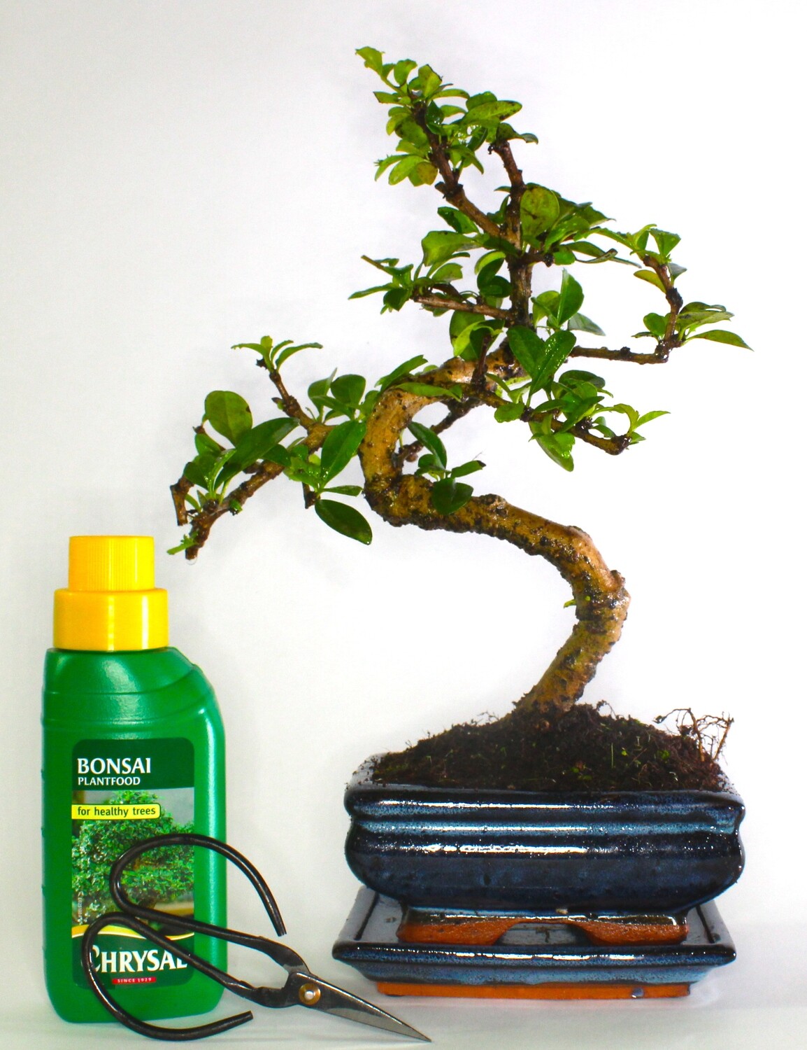 Carmona (Fukien Tea) Bonsai Tree S trunk - supplied with Care set and drip tray .