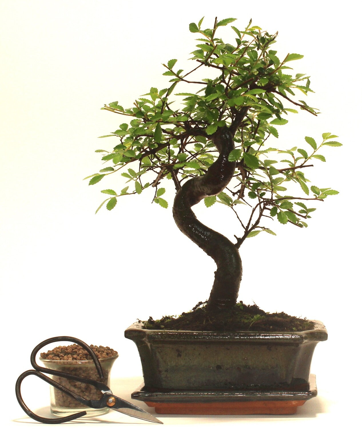 Chinese Elm Bonsai Tree S trunk - supplied with ceramic drip tray .