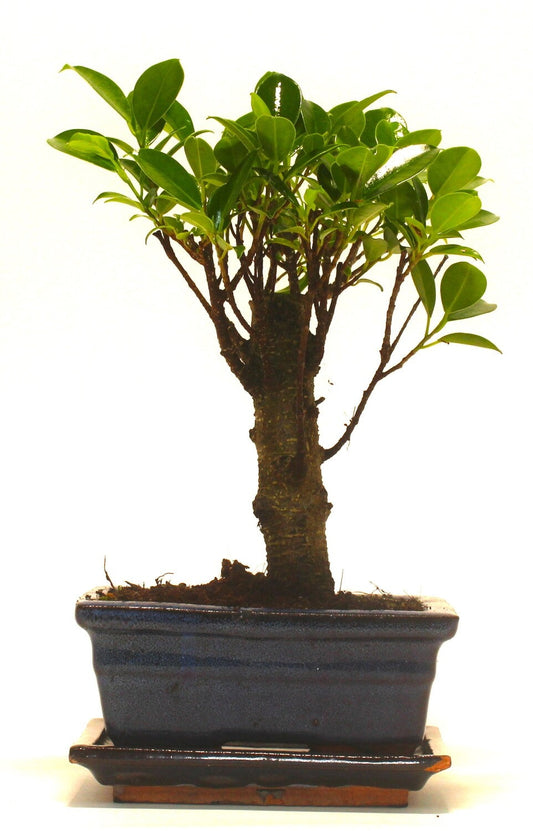 Ficus Retusa (Fig) Bonsai Tree Broom Style - 15cm ceramic pot and tray