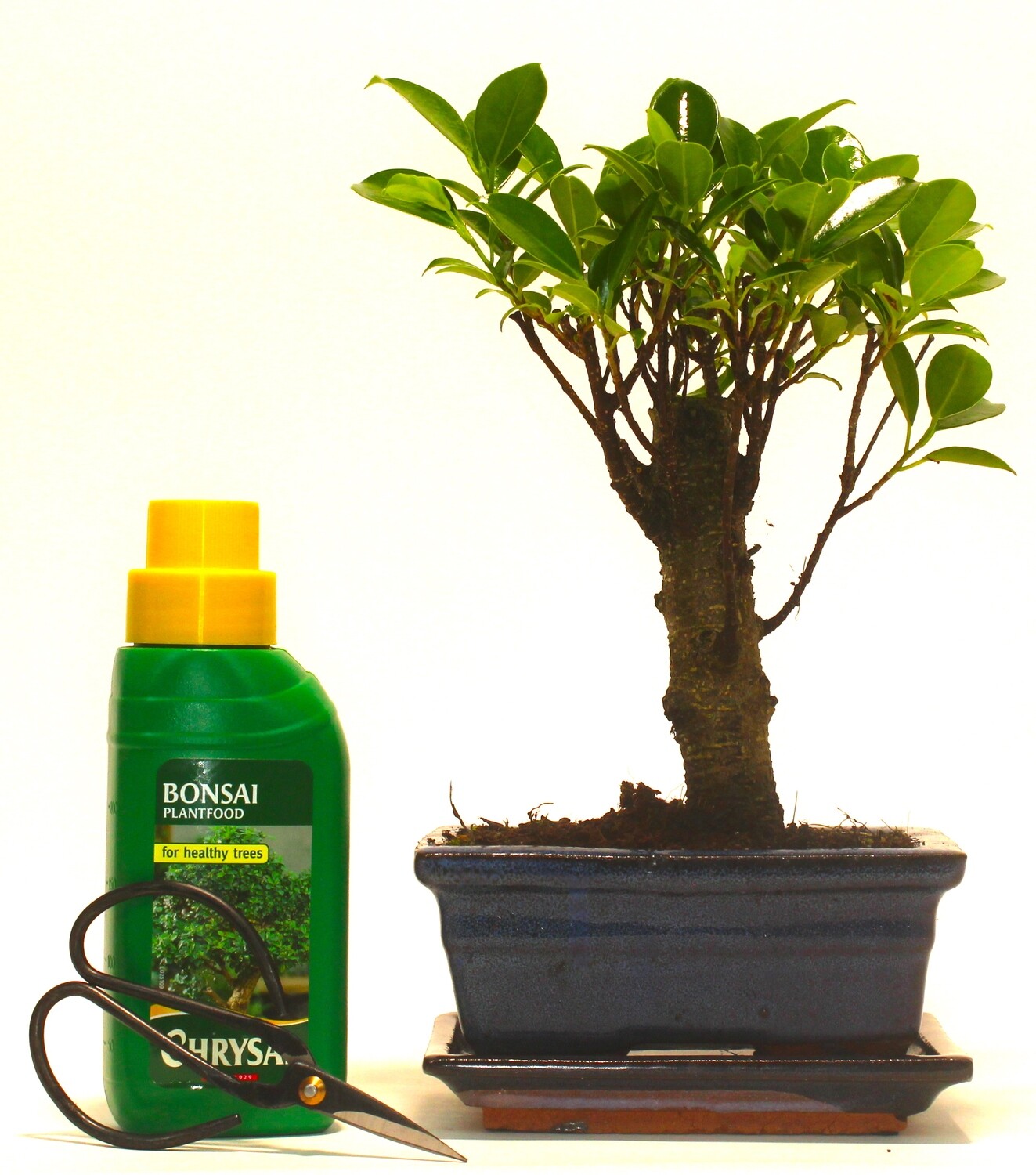 Ficus Retusa (Fig) Bonsai Tree Broom Style - 15cm ceramic pot and tray