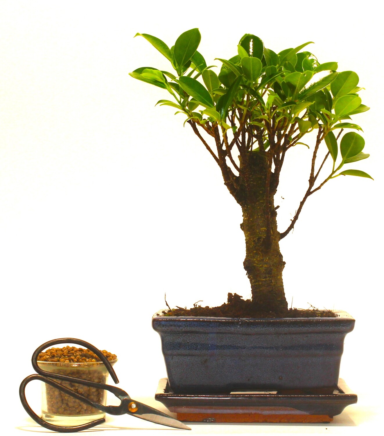 Ficus Retusa (Fig) Bonsai Tree Broom Style - 15cm ceramic pot and tray