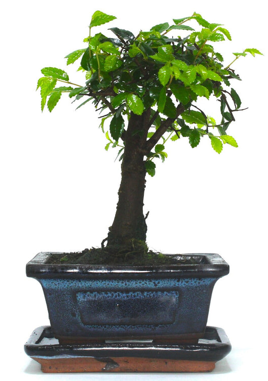 Chinese Elm Bonsai Tree Broom Style - supplied with ceramic drip tray .