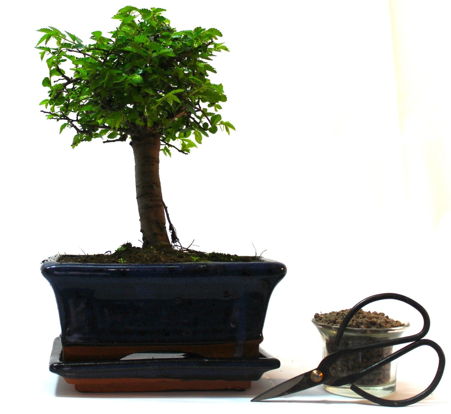 Chinese Elm Bonsai Tree Broom Style - supplied with ceramic drip tray and Care Set.