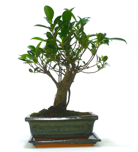 Large 
Ficus Retusa (Fig) Bonsai Tree Broom Style - 20cm Olive Green ceramic pot and tray