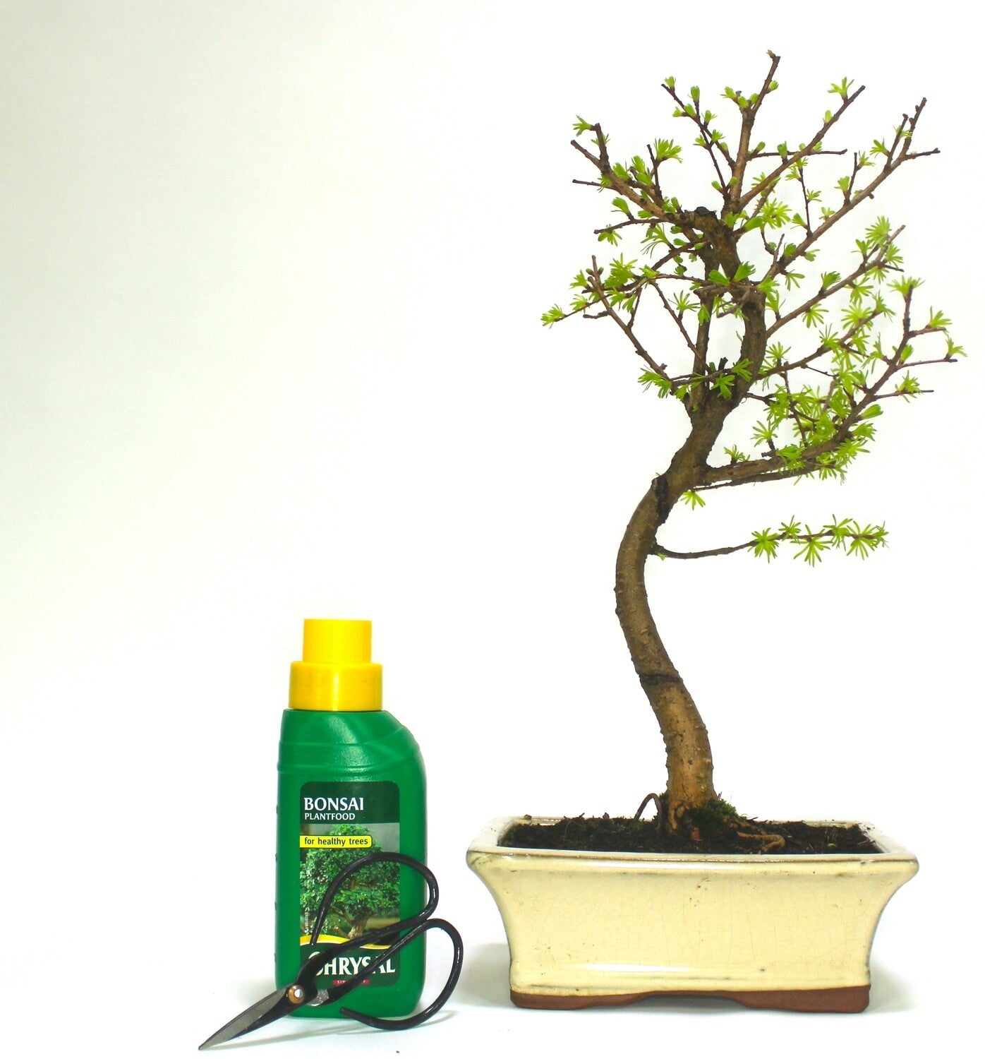 Large Psuedolarix (Golden Larch) Bonsai Tree informal upright - supplied in a ceramic pot