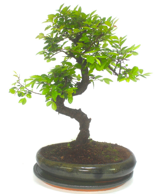 Extra Large Chinese Elm Bonsai Tree S trunk - supplied in oval pot with ceramic drip tray .