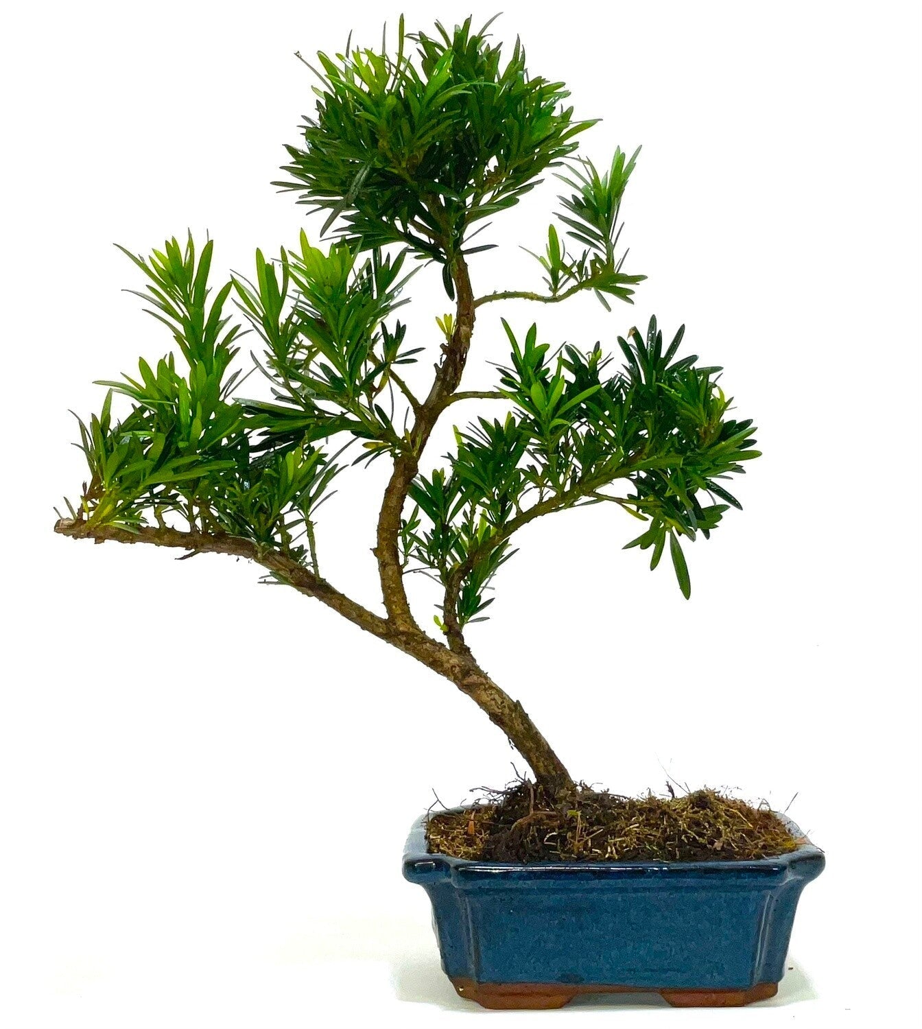 Podocarpus (Buddhist Pine) Bonsai Tree informal upright