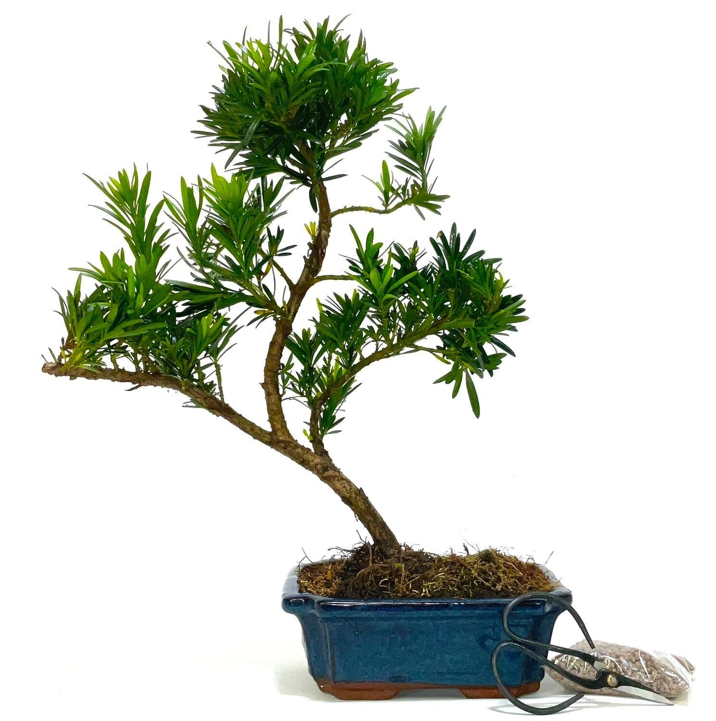 Podocarpus (Buddhist Pine) Bonsai Tree informal upright