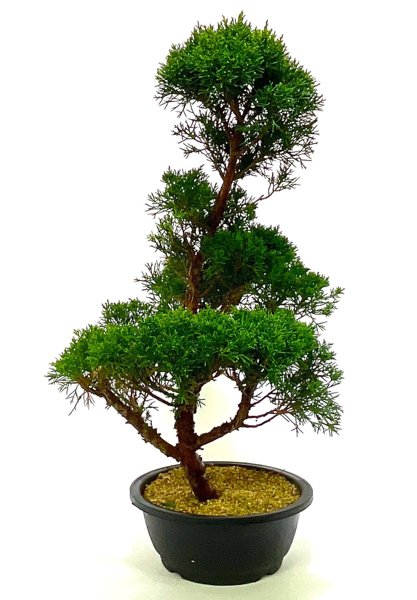 Large Shaped Chinese Juniper Bonsai tree - excellent movement and styling options SB1187