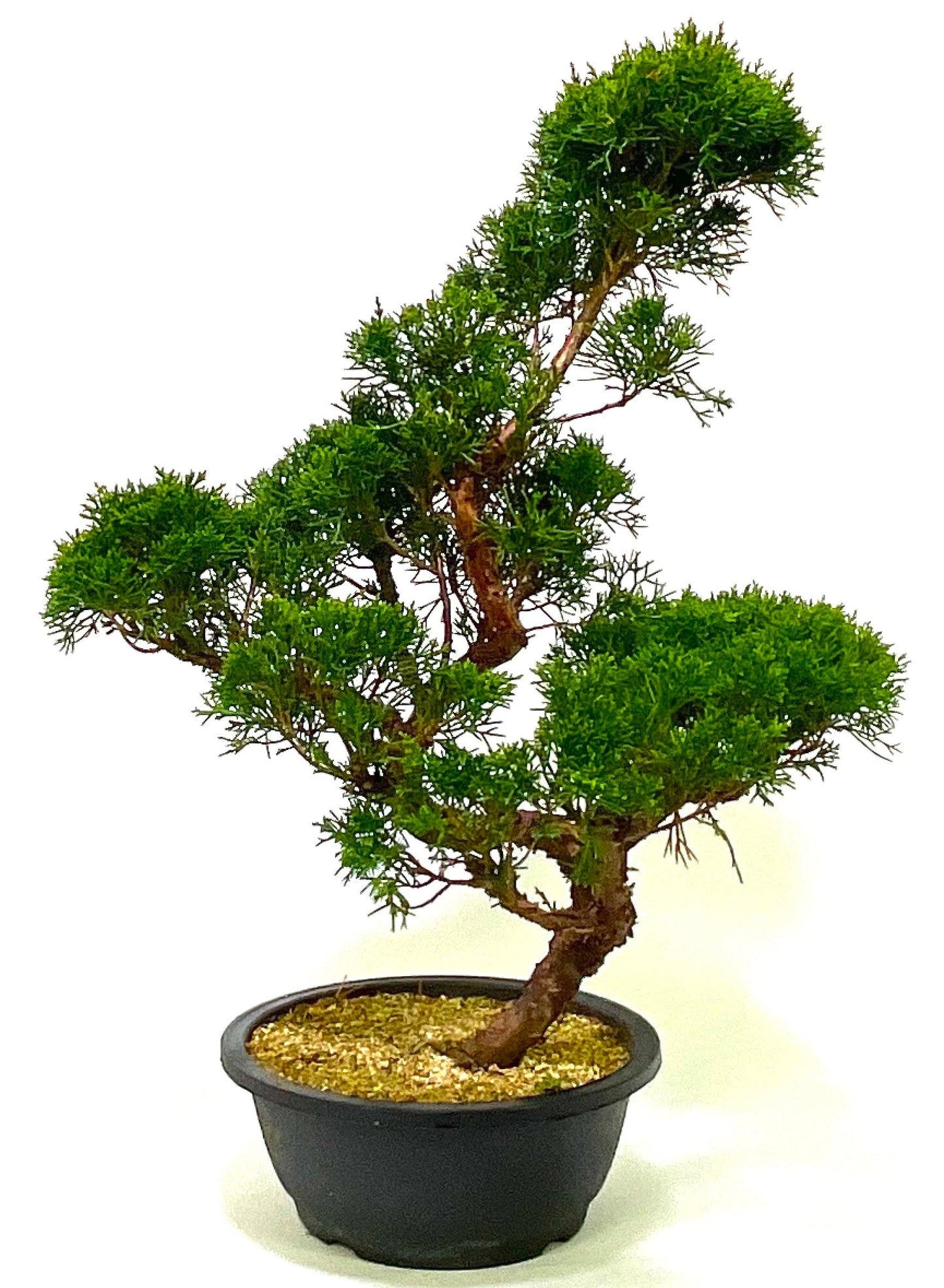 Large Shaped Chinese Juniper Bonsai tree - excellent movement and styling options SB1187