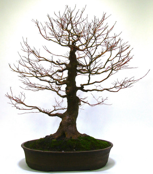 Specimen Japanese Maple Katsura