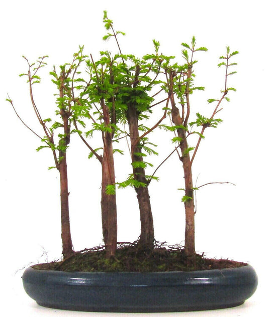 Large Dawn Redwood (metasequoia) 5 tree Forest Bonsai