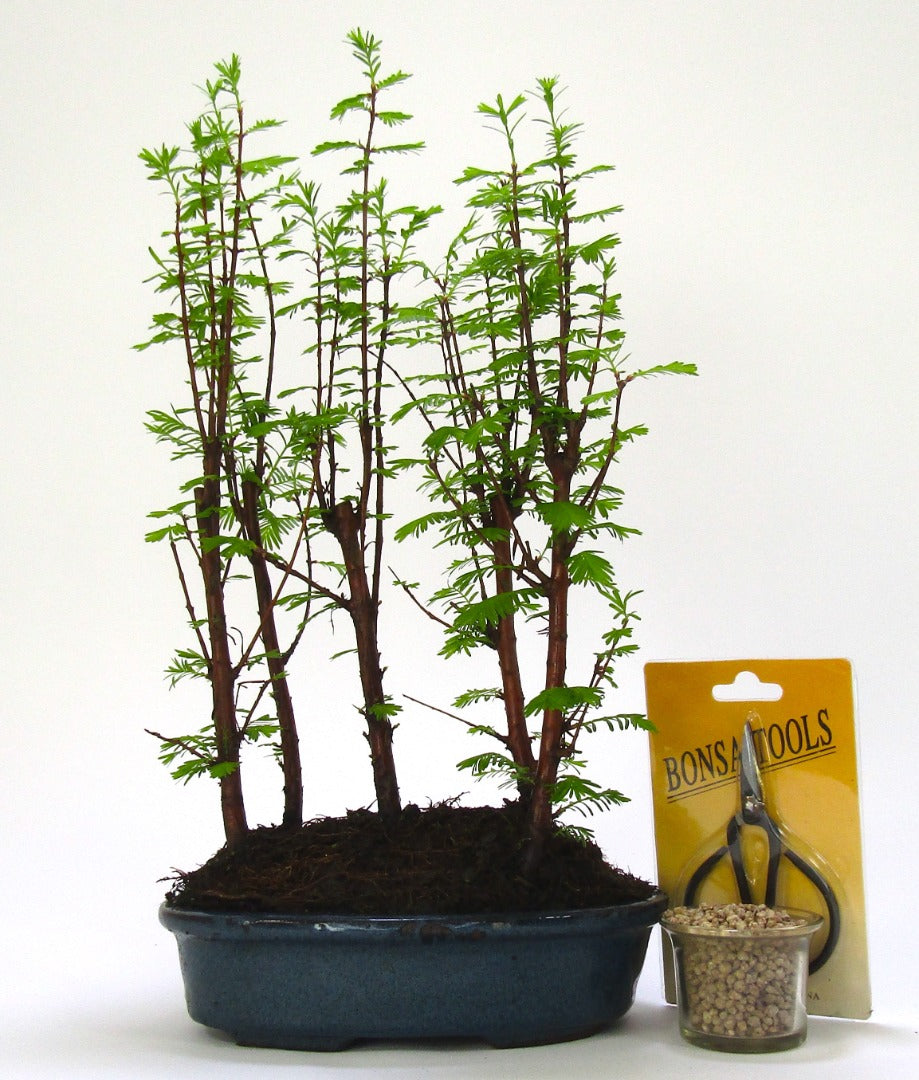 Dawn Redwood (metasequoia) Forest Bonsai 5 trees - supplied in a 20cm ceramic po