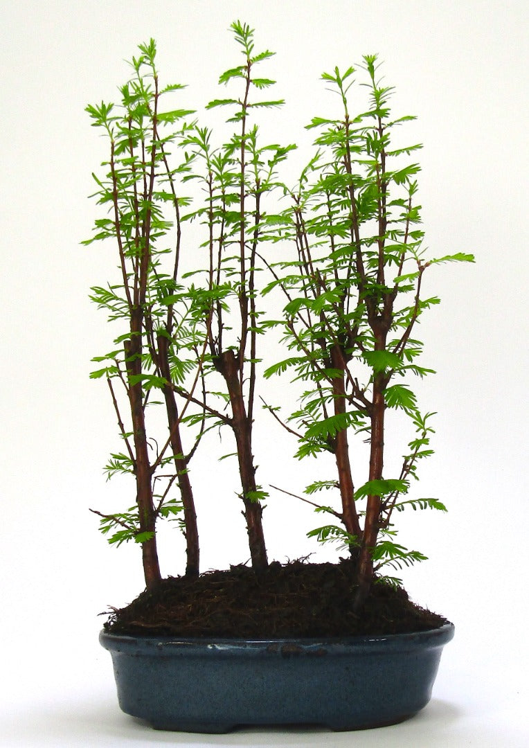 Dawn Redwood (metasequoia) Forest Bonsai 5 trees - supplied in a 20cm ceramic pot