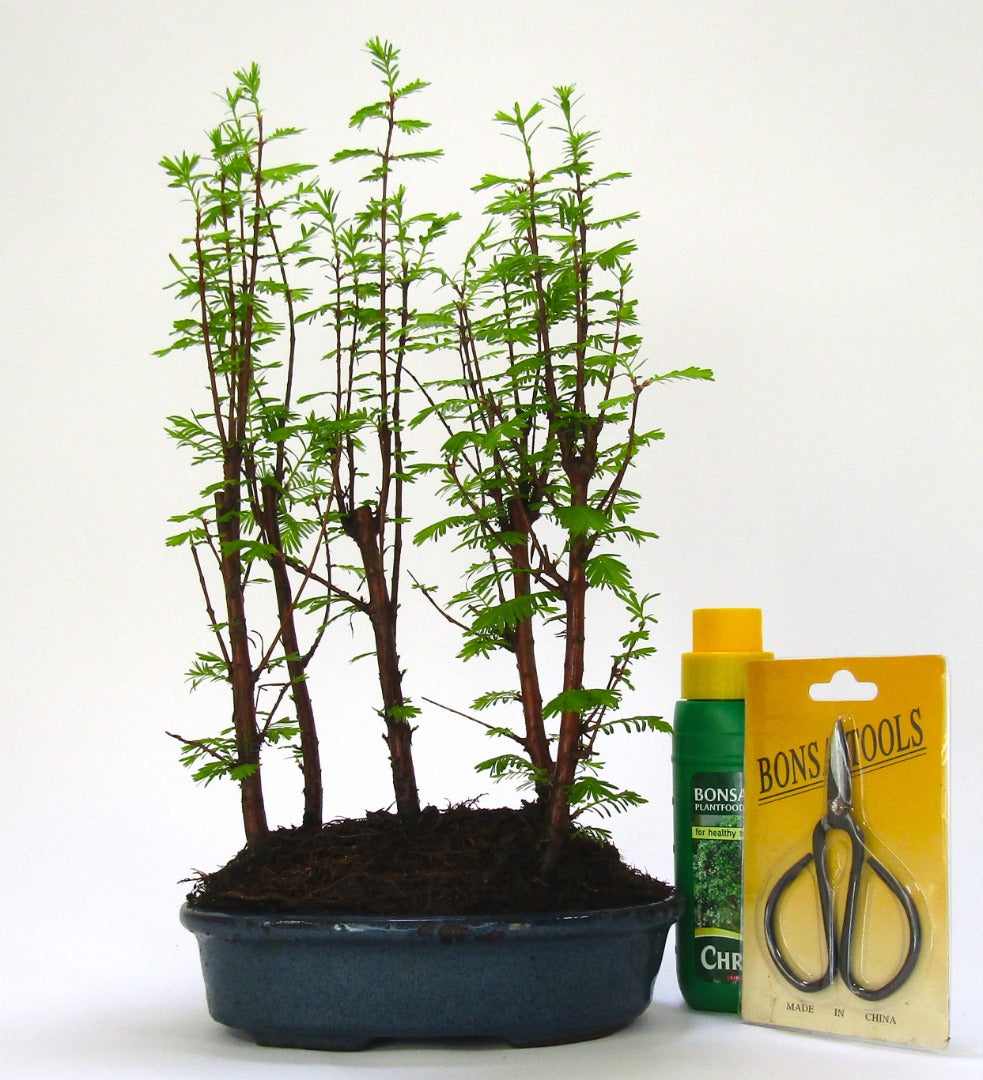 Dawn Redwood (metasequoia) Forest Bonsai 5 trees - supplied in a 20cm ceramic pot