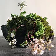 Bonsai instruction or advice on Skype/Facetime/Zoom - 1 hour